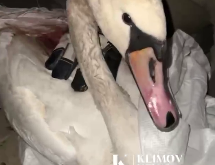 В Краснодаре с озера спасен лебедь со сломанным крылом