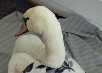 В Краснодаре умер лебедь с перебитым крылом, который вмерз в лед