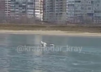 В Краснодаре в реке Кубань погибают самка лебедя и двое ее детенышей