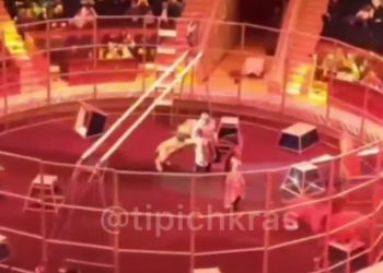 В сочинском цирке лев напал на дрессировщика