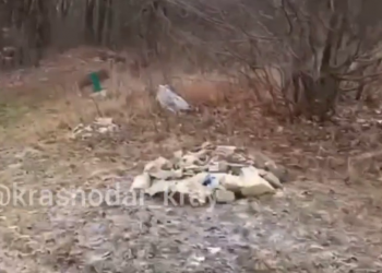 На Кубани на кладбище домашних животных происходит что-то необычное