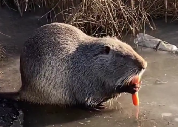 На Кубани нутрия Анапыч обзавелся охраной