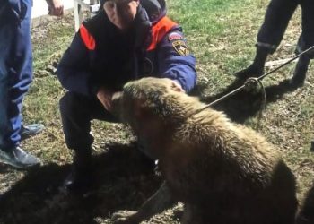 В Новороссийске спасли провалившуюся в колодец с водой кавказскую овчарку