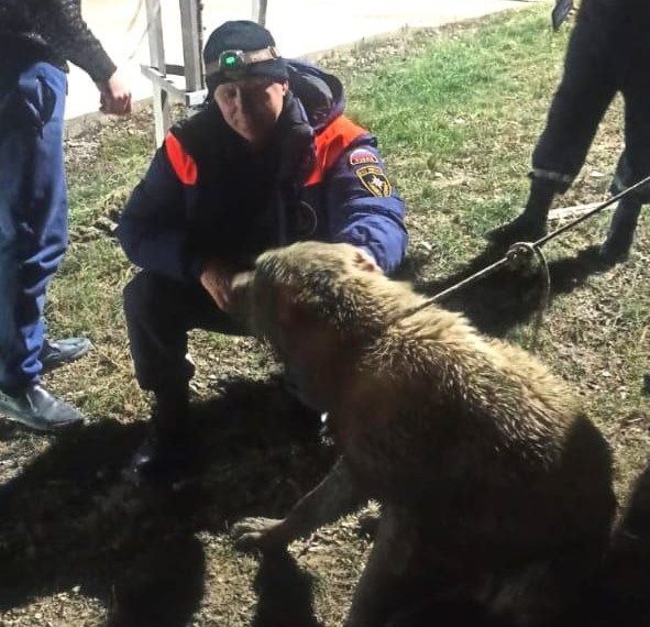 В Новороссийске спасли провалившуюся в колодец с водой кавказскую овчарку