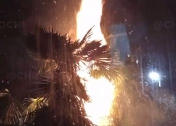 В Сочи дети подожгли петардой пальмы возле многоэтажки