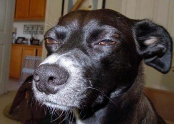 В Краснодаре с магазинных полок пропала куриная печень