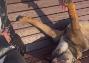 Женя Лукашин после реинкарнации превратился в добродушного сочинского пса