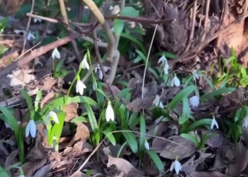 В лесах Сочи буйным цветом цветут подснежники