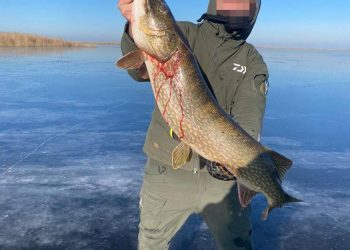 Зимой на Кубани в лиманах ловят огромную щуку с икрой