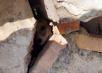 В Новороссийске спасли застрявшую под крыльцом собаку