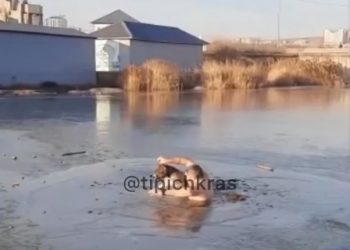 В Новороссийске мужчина спас собаку, попавшую в ледяной плен