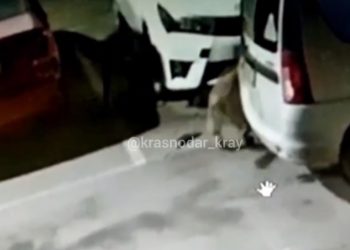 В Краснодаре бродячие собаки разобрали машину