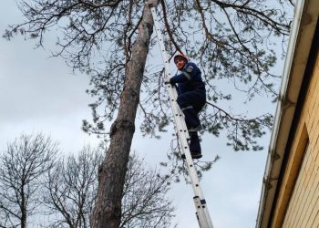 В Новороссийске кошка три дня просидела на сосне