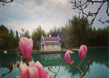 В Сочи в парке «Южные культуры» зацвела Магнолия Суланжа