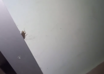 В краснодарской больнице ребенка едва не загрызли тараканы