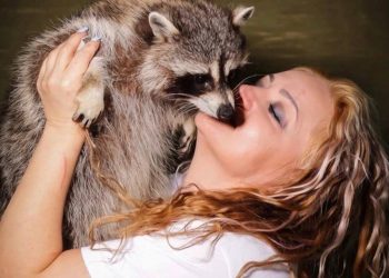 В Адыгее Мать енотов стала жертвой собственной доброты