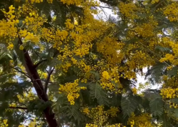 В Сочи 25 января цветет мимоза