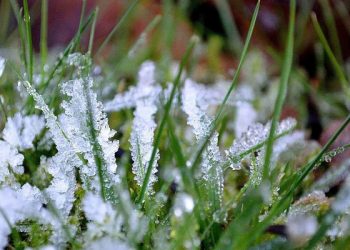В Сочи вновь ожидаются заморозки