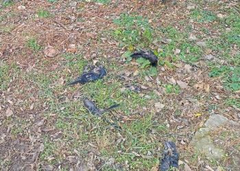 В Краснодаре души усопших не могут найти покой из-за массовой гибели ворон