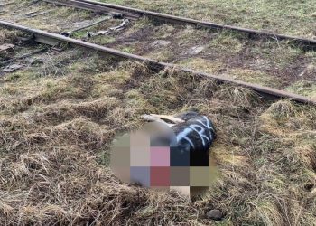 Стало известно, как лишилась головы собака в Краснодаре