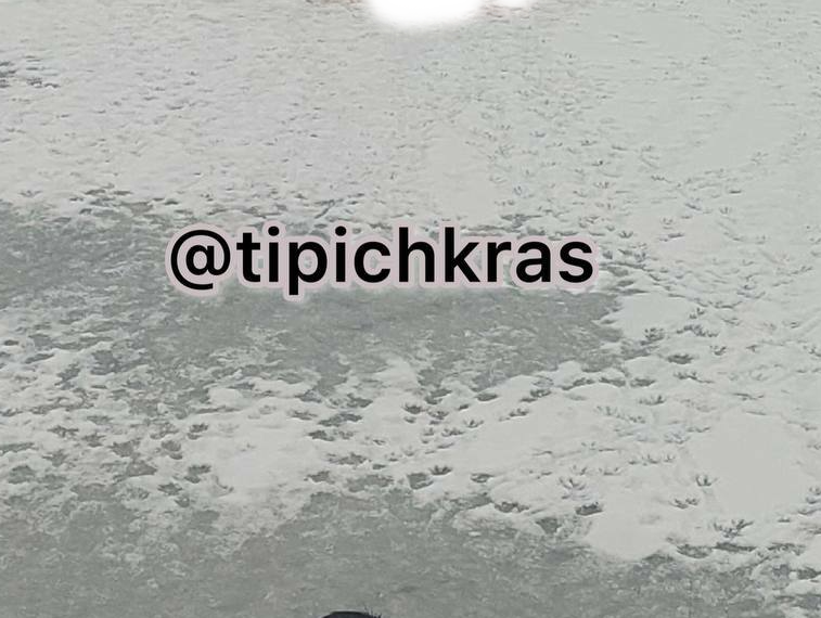 На Кубани двое мужчин палками забили нутрий — любимцев местных жителей