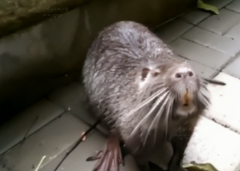 Реку Сочи оккупировали милаши-мышебобры