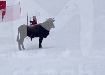На горнолыжном курорте в Сочи бык боднул трех человек