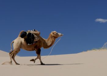 В Сочи ищут сбежавшего из сафари-парка верблюда