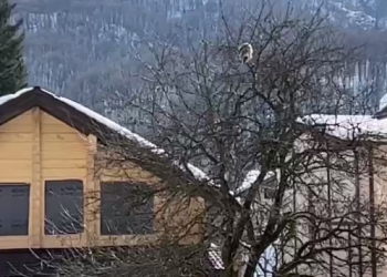 В Сочи сняли на видео спасение кошки с дерева