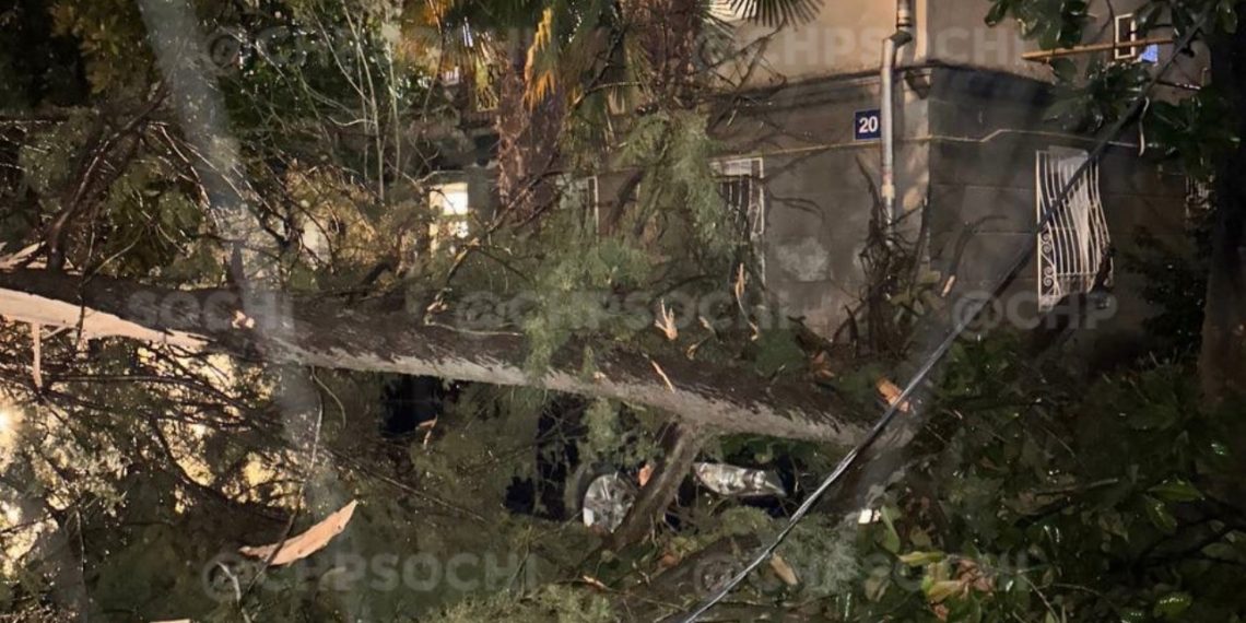 В Сочи из-за непогоды дерево придавило два припаркованных во дворе дома автомобиля