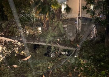 В Сочи из-за непогоды дерево придавило два припаркованных во дворе дома автомобиля