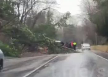В Сочи дерево упало на движущийся автомобиль