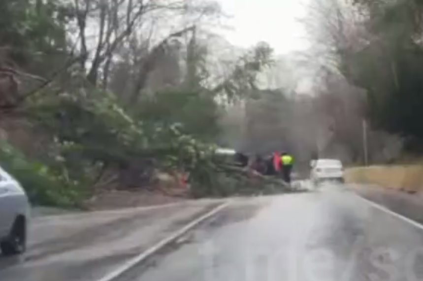 В Сочи дерево упало на движущийся автомобиль