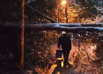 В Сочи дерево упало на провода
