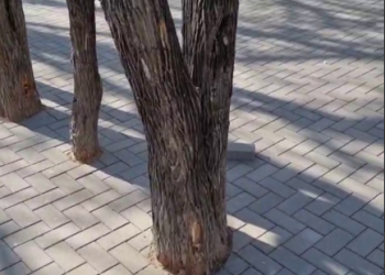 На Кубани деревья подвергли опасности, замуровав в плитку