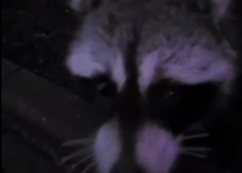 В Сочи сняли на видео енота