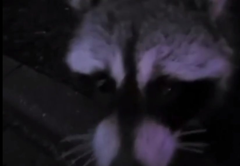 В Сочи сняли на видео енота