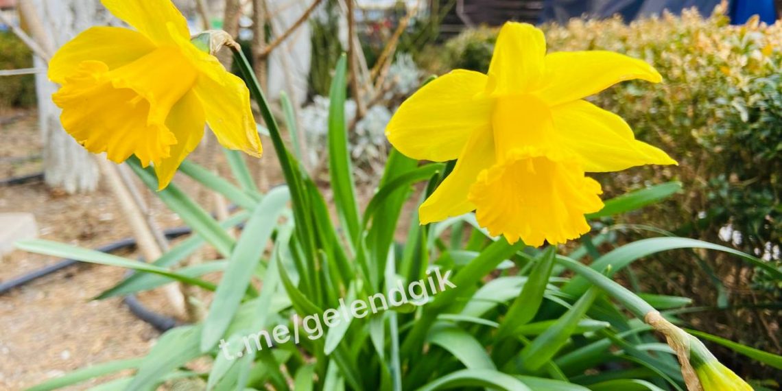 В Геленджике расцвели первые нарциссы