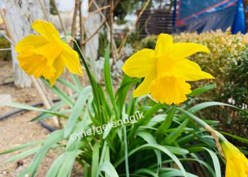 В Геленджике расцвели первые нарциссы
