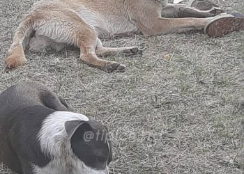 «Что голуби, там уже чью-то ногу доедают»: появились кадры, как в Краснодаре собаки пируют