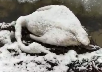 В Адыгее неизвестные ради забавы расстреляли стаю лебедей