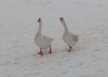 После быка на горнолыжном курорте в Сочи на видео сняли двух гусей