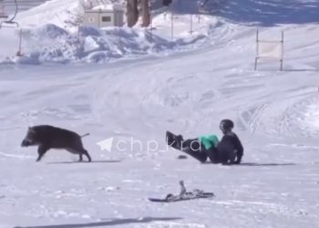 В Сочи кабан напал на сноубордистов