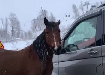 Вслед за гусями на горнолыжном курорте в Сочи заметили коней
