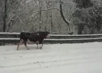 В Сочи коровы бродили по дороге