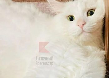 В Краснодаре после пожара еле откачали кота Зевса