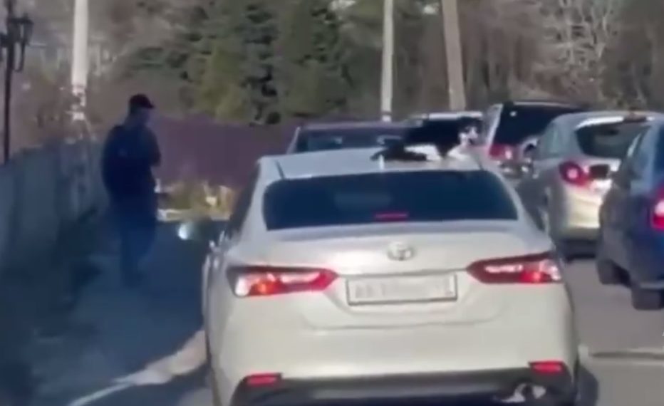 В Сочи кота катали на крыше машины