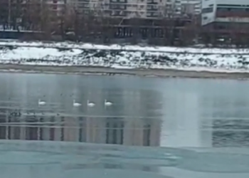 В Краснодаре стала известна судьба трех птенцов с озера за ЮМР