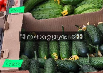На Кубани огурцы резко подросли в цене