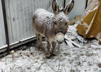 На Кубани привязанный к забору и припорошенный снегом ослик вызвал жалость и гнев в Сети